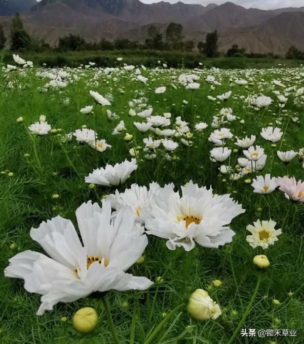 花海花田系列-波斯菊 花海花田系列-波斯菊