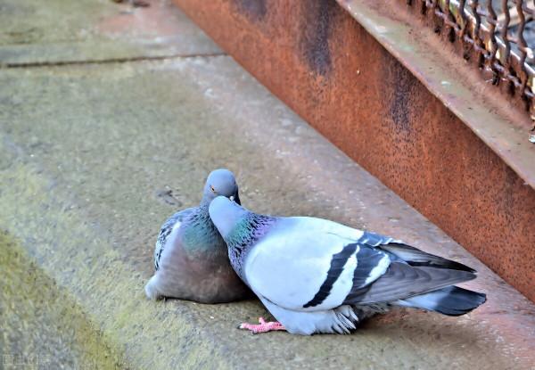 賽鴿急性嗉囊炎的綜合防治技術