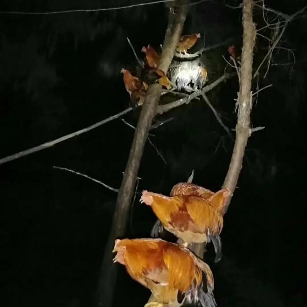 農村老鐵深山養土雞，年賺千萬逆襲成土豪，他是怎樣成功緻富的呢