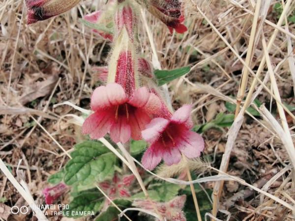 小小野花也漂亮