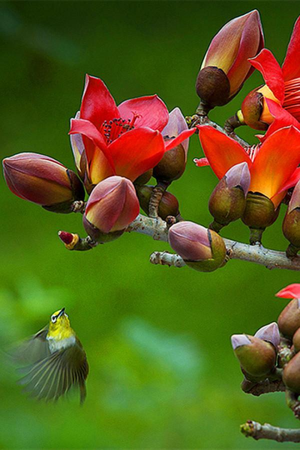 花卉欣賞、《奼紫嫣紅處處春》