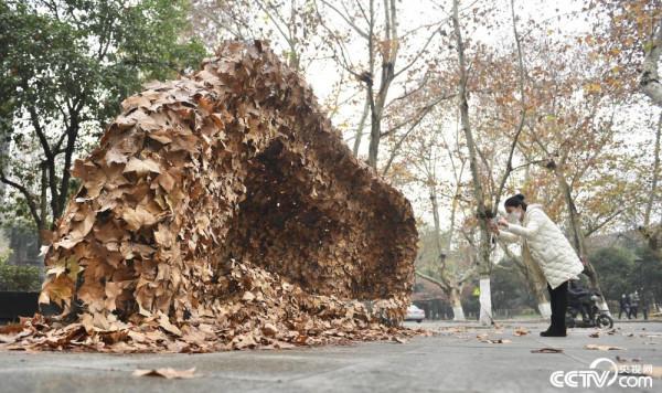 落葉藝術品亮相杭州西湖