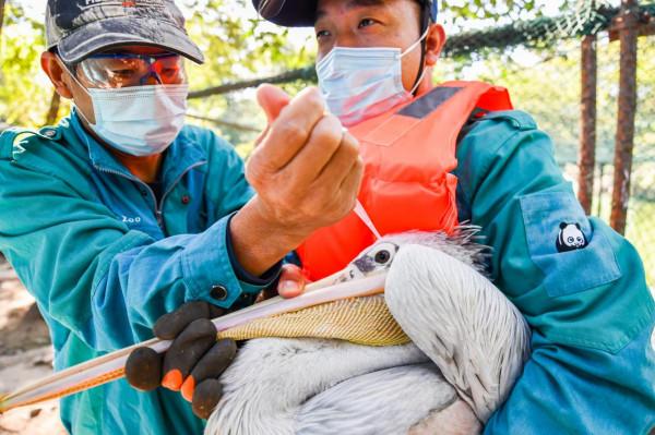 圍觀北京動物園水鳥體檢現場:鳥兒也不愛被捅嗓子眼兒 圍觀北京動物園水鳥體檢現場:鳥兒也不愛被捅嗓子眼兒