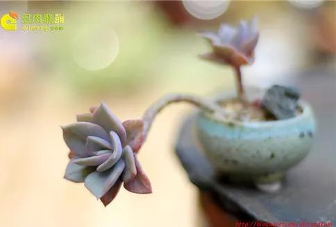 多肉的世界,簡單執著,看看你都見過哪些 多肉的世界,簡單執著,看看你都見過哪些