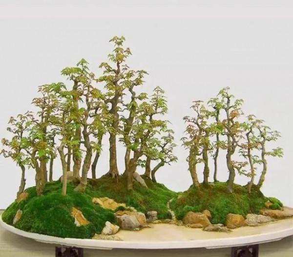 一盆一景一世界 一盆一景一世界