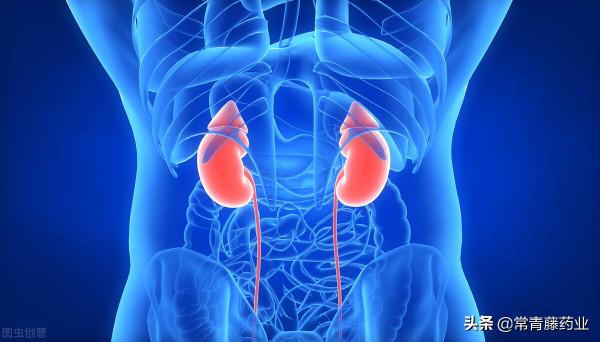 慢性腎臟病（CKD）你知道多恐怖？醫生：學會看報告，重視體檢