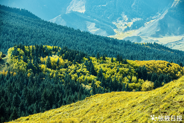秋色浸染祁連山，大都麻色彩斑斕惹人醉