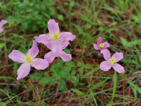 麗江小眾秘境指南|為你探路!夏日九子海美如仙境 麗江小眾秘境指南|為你探路!夏日九子海美如仙境