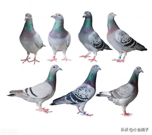 天落賽鴿進你鴿棚的6個條件，快來看看，你滿足幾個？
