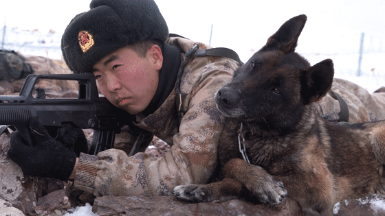 可猛可萌!邊防軍犬上班時VS下班後 可猛可萌!邊防軍犬上班時VS下班後
