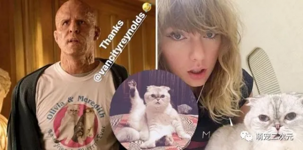 “貓女郎”泰勒斯威夫特