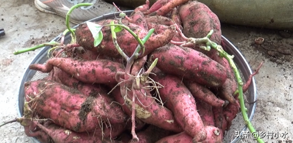在家用蛇皮袋種紅薯，方法省事又省地方，5個月後能收穫一大袋