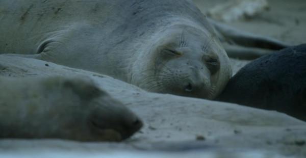 配偶爭奪之戰!新老象海豹的榮譽之爭,拳拳到肉招招致命 配偶爭奪之戰!新老象海豹的榮譽之爭,拳拳到肉招招致命