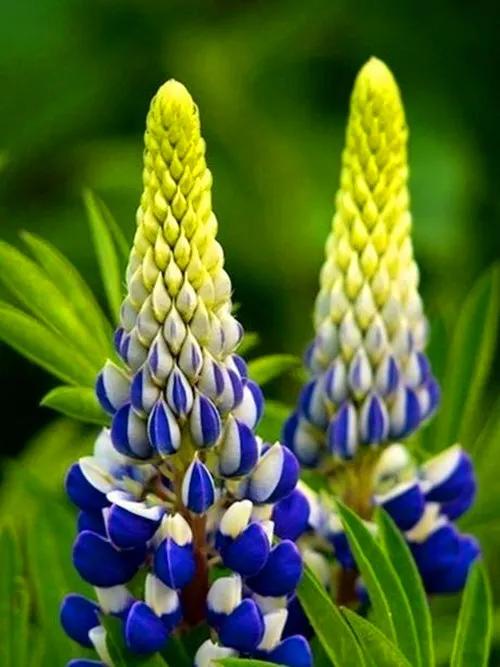 32種罕見的鮮花欣賞