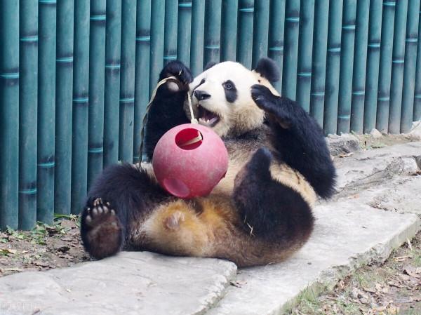 北京動物園大熊貓坐浴缸賣萌逗笑遊客 北京動物園大熊貓坐浴缸賣萌逗笑遊客