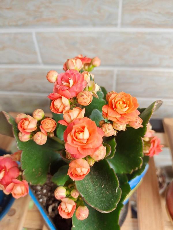 長壽花開花了 長壽花開花了