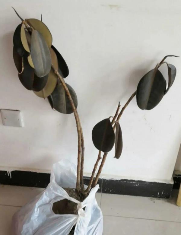 10種花得窮養,盆越小、水越少,越長得旺 10種花得窮養,盆越小、水越少,越長得旺