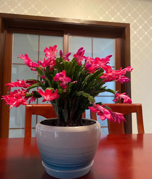 9種富貴花,長成老樁也要用“小盆”養,不然爛根又黃葉,難養好 9種富貴花,長成老樁也要用“小盆”養,不然爛根又黃葉,難養好