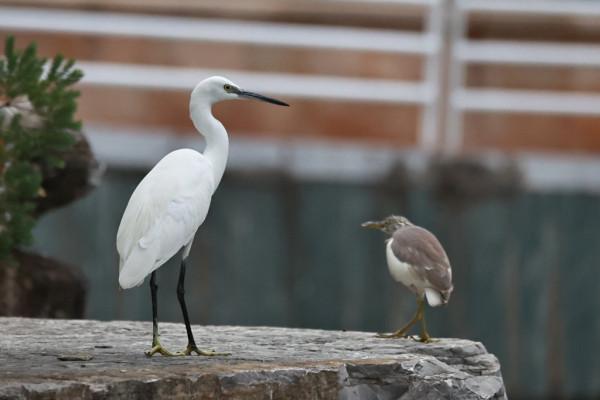 這群“熟客”又來,在富源縣玉順湖逗留 這群“熟客”又來,在富源縣玉順湖逗留