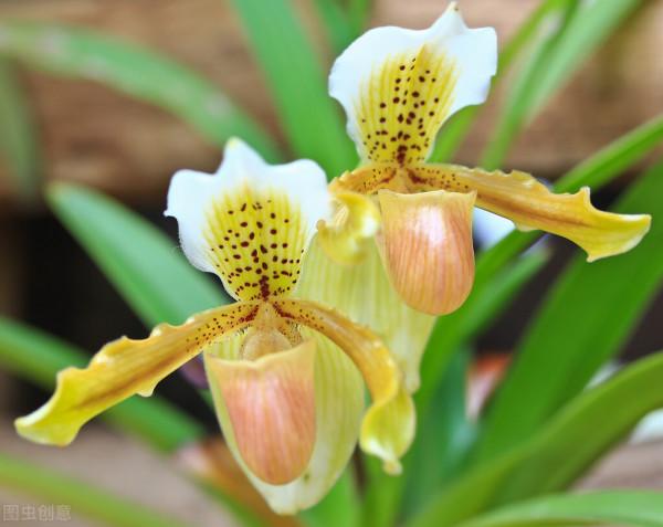 拖鞋蘭又稱兜蘭