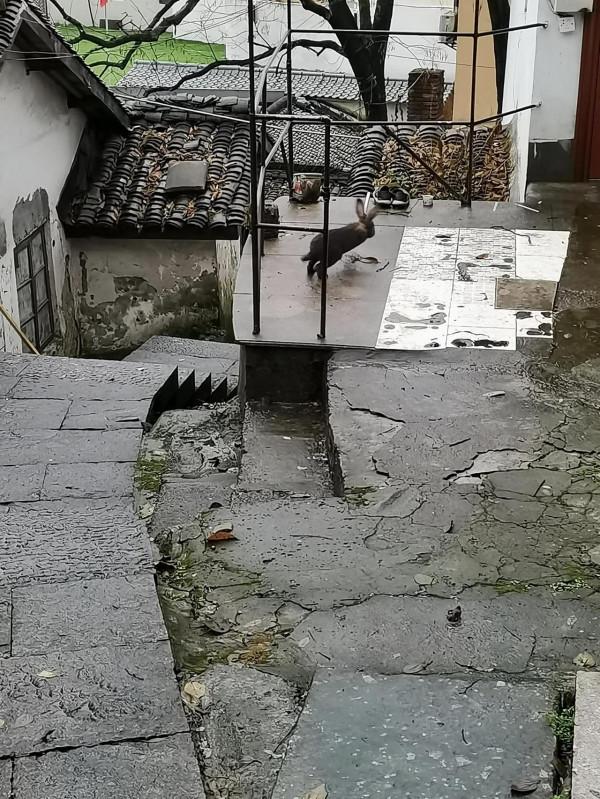 好大一隻野兔 好大一隻野兔