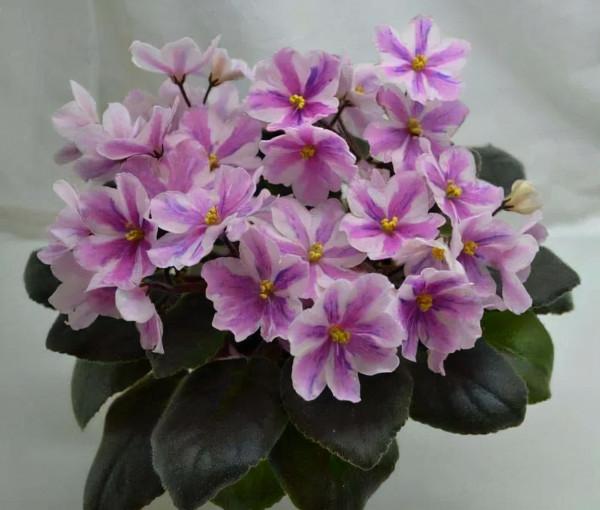 16種喜&OpenCurlyDoubleQuote;陰&rdquo;花，適合養在&OpenCurlyDoubleQuote;光照少&rdquo;的地方，光太強反而長不好