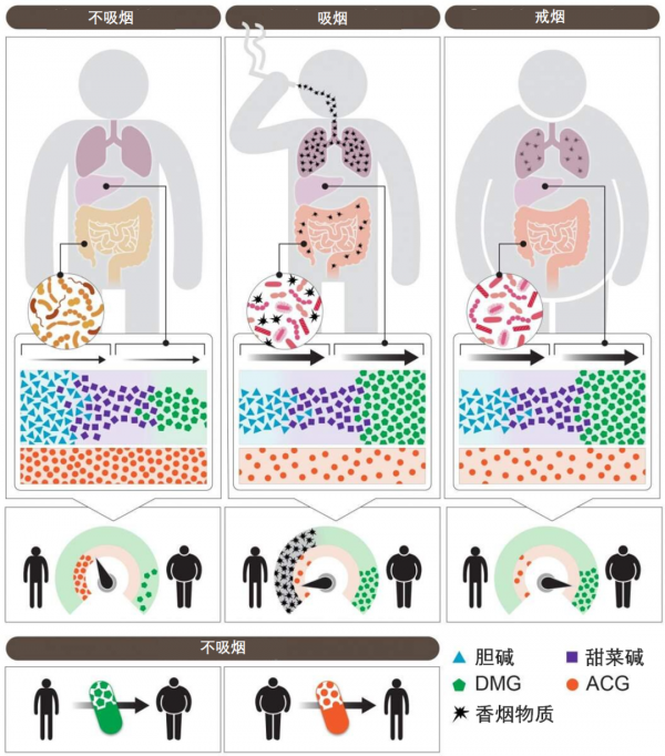 戒菸後會發胖?《自然》告訴你原因 戒菸後會發胖?《自然》告訴你原因