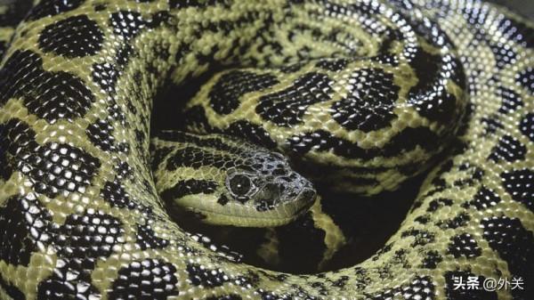 自然科學：滅絕恐龍的災星竟是蛇類繁盛的福星