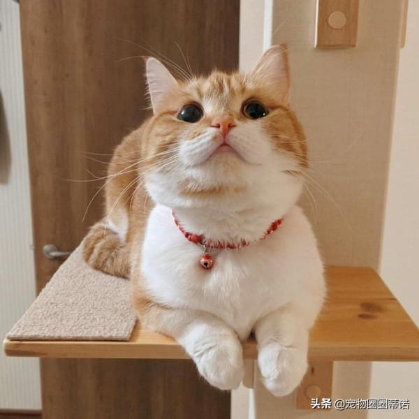 養貓和性格有關！10大熱門貓咪「主人個性分析」養貓人有反差萌？