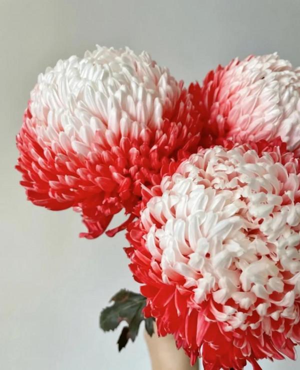 吃神仙肉長大的牡丹菊，菊界的貴妃娘娘，簡直太罕見了