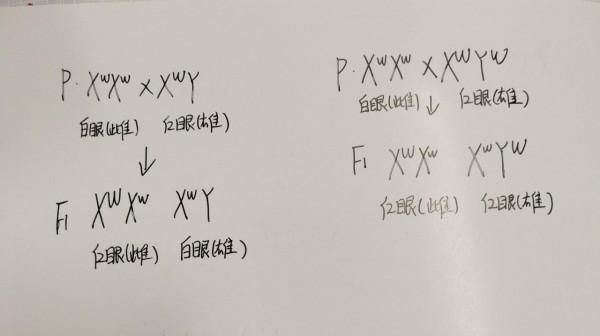 以摩爾根果蠅雜交實驗為主題的研究性學習