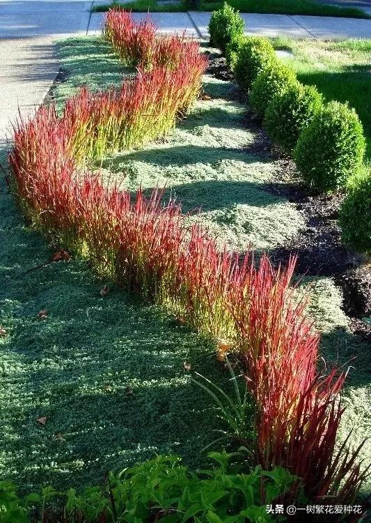 25種觀賞草,觀葉、賞花、好養、皮實,是花園最不可缺少的美景 25種觀賞草,觀葉、賞花、好養、皮實,是花園最不可缺少的美景
