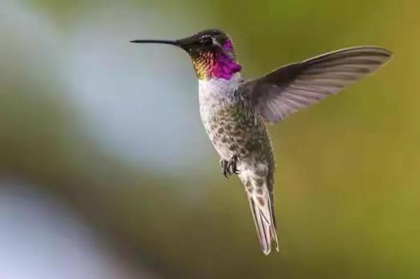 分享圖片&mdash;&mdash;可愛的小小鳥兒