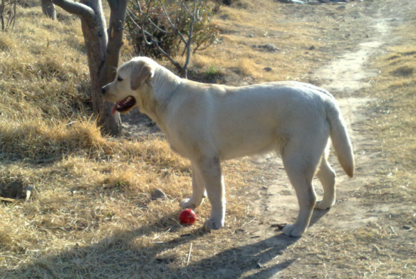 這幾種狗，如果被拋棄，等待它們的只有死亡