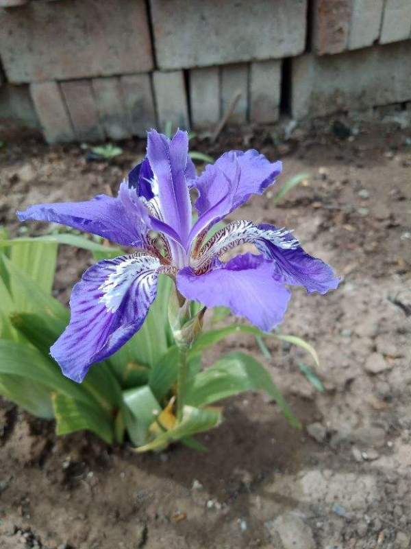 6種植物,長得特像小動物,惟妙惟肖又好養 6種植物,長得特像小動物,惟妙惟肖又好養