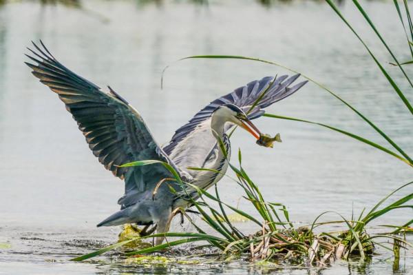 蒼鷺的捕魚生活 蒼鷺的捕魚生活