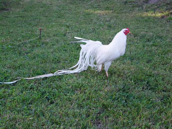 長著最長尾巴的雞，你見過嗎？