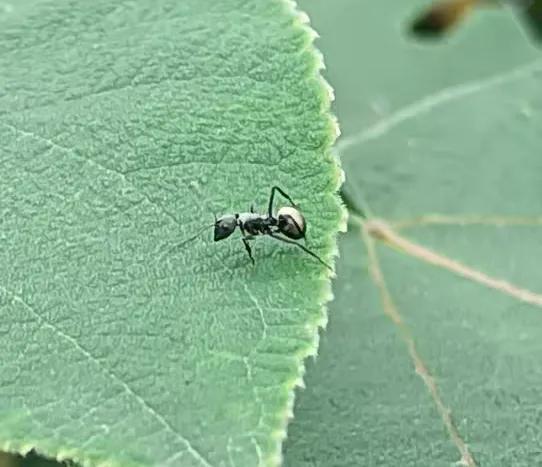 最輕最薄的5G手機僅175克，榮耀這款千元機不錯