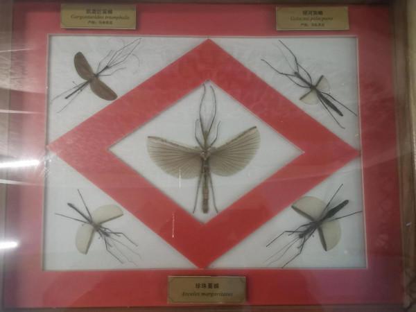 深秋的蝴蝶 深秋的蝴蝶