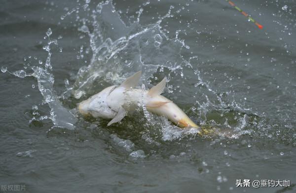 0.4子線4號袖鉤，15斤青魚10分鐘上岸，細線搏大魚就是技術好？