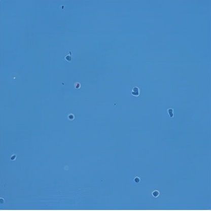 單細胞測序懸液製備失敗？別擔心，單細胞核測序來拯救你的樣本了