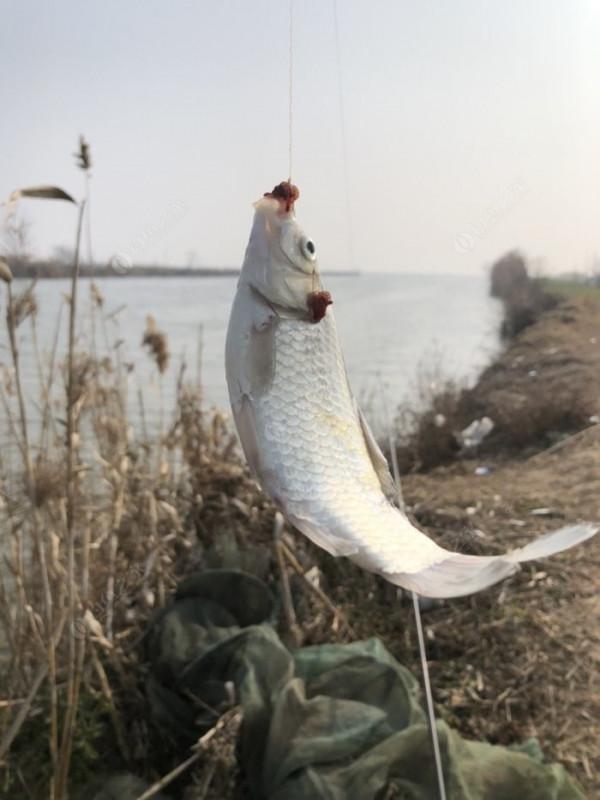 2022垂釣日誌之1，成子湖支流這河魚怎麼這麼瘋