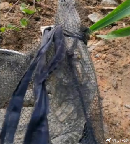 捕魚達人!廣東一男子釣魚釣出鱷魚 捕魚達人!廣東一男子釣魚釣出鱷魚