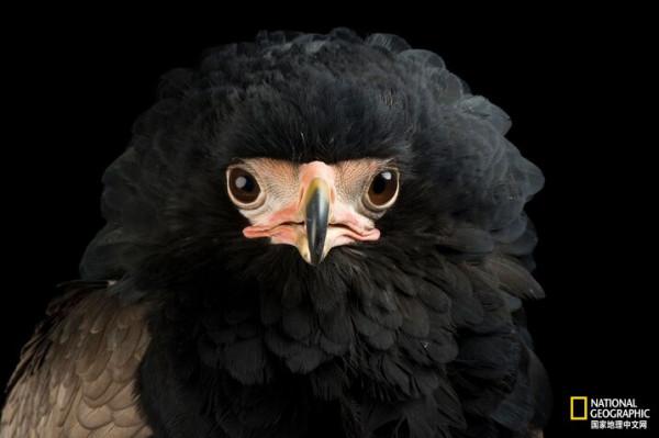 同樣都是雕,差距咋那麼大呢? 同樣都是雕,差距咋那麼大呢?