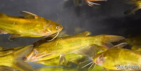 2021中國農業農村重大新產品 | 黃顙魚新品種“黃優1號”