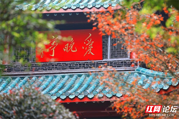 嶽麓山楓葉盛宴正式開啟！你準備好了嗎？