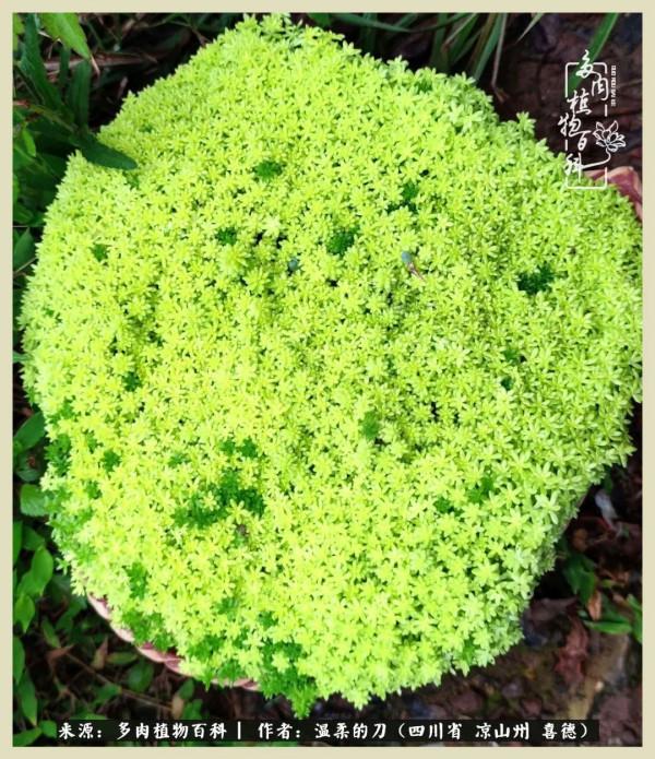 風吹過的夏天,你是仙子落凡間 風吹過的夏天,你是仙子落凡間