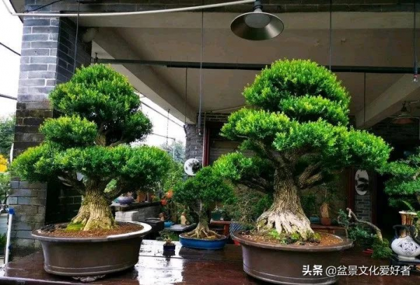 家有黃楊，世代棟樑！家裡栽黃楊，富貴又吉祥