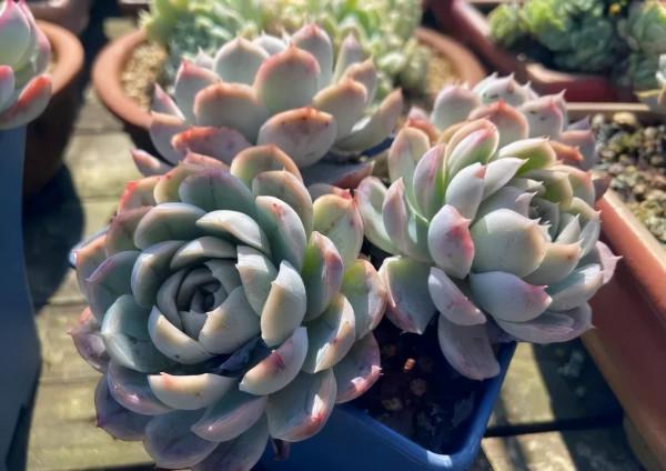 一年一度曬秋時,一年一度曬肉時 一年一度曬秋時,一年一度曬肉時