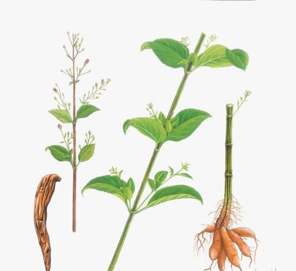 中藥古今研究：玄參